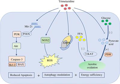 Trimetazidine in Heart Failure